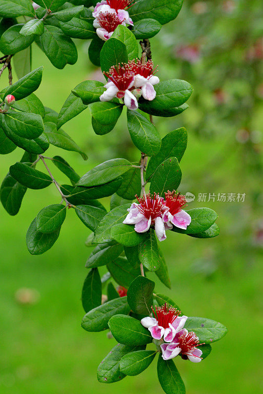 飞燕花/菠萝番石榴/六甲飞燕花